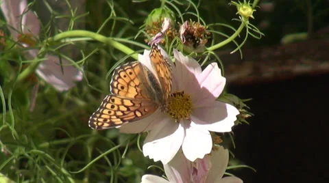 Butterfly Stock Footage 32537191