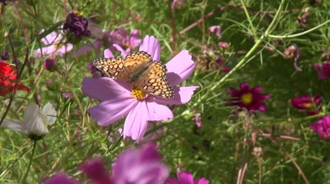 Butterfly Stock Footage 32537334