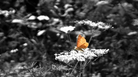 Butterfly Stock Footage 33714731