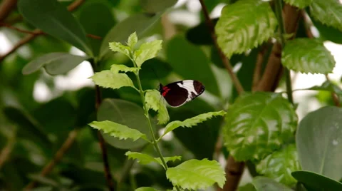 Butterfly Stock Footage 33742004