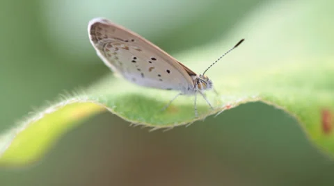 Butterfly Stock Footage 34643063