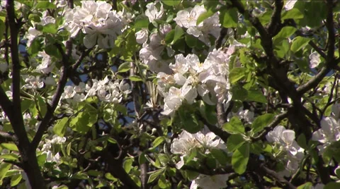 Butterfly Stock Footage 35717091