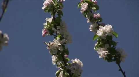 Butterfly 動画素材 35717132