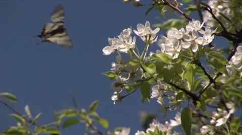 Butterfly 動画素材 35717146