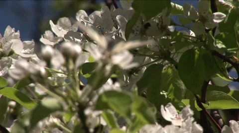 Butterfly Stock Footage 35717179