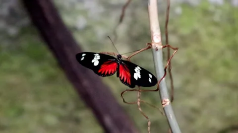 Butterfly Stock Footage 36553383