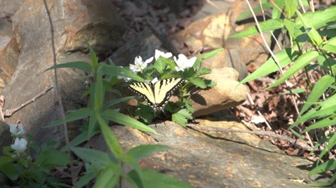 Butterfly Video stock 37258272