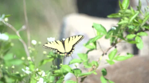 Butterfly Video stock 37258345