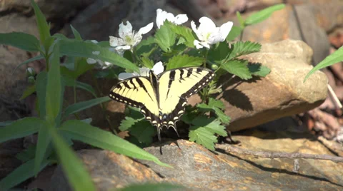 Butterfly Video stock 37258507