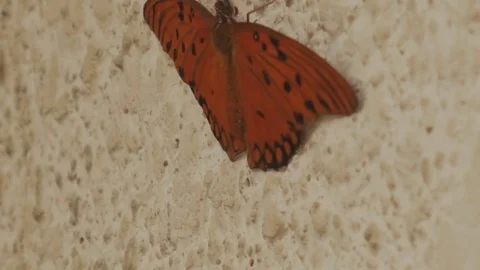 Butterfly Video stock 73683599