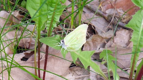 Butterfly Stock Footage 75725914