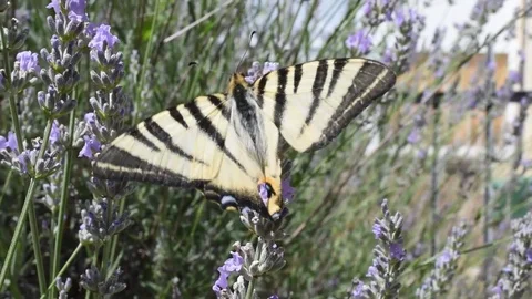 Butterfly Stock Footage 77135333