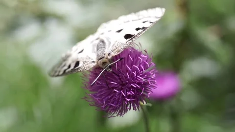 Butterfly Stock Footage 77802734