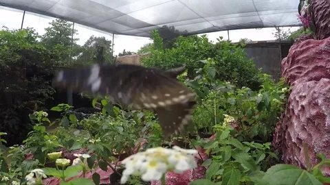 Butterfly Stock Footage 79476883