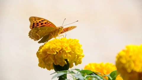Butterfly Stock Footage 90749148