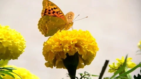 Butterfly Stock Footage 90749184