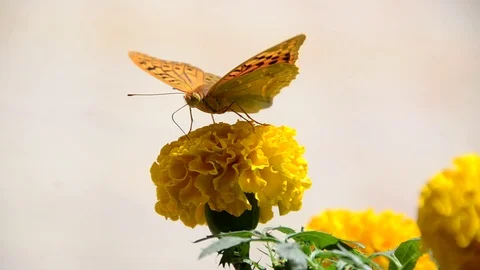 Butterfly Stock Footage 90749195
