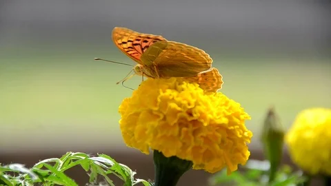 Butterfly Stock Footage 90749210