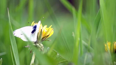 Butterfly Stock Footage 91300339