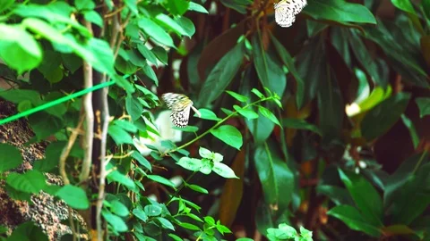 Butterfly Stock Footage 91305123