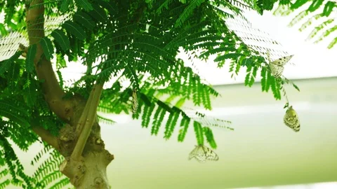 Butterfly Stock Footage 91305268