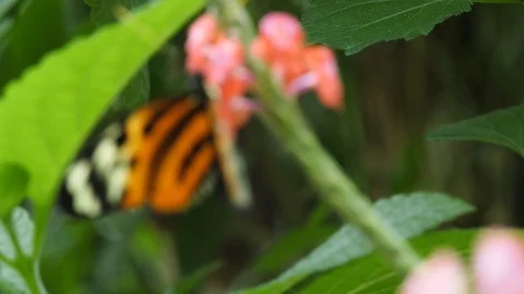 Butterfly Stock Footage 95538358