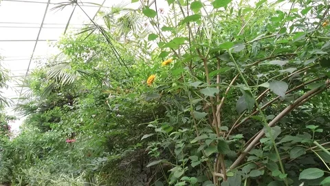 Butterfly Stock Footage 95538694