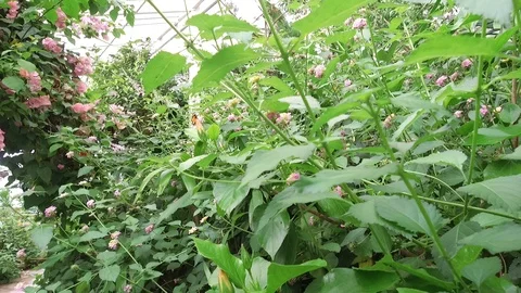 Butterfly Stock Footage 95538728