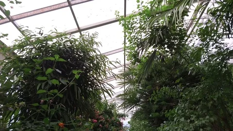 Butterfly Stock Footage 95538733