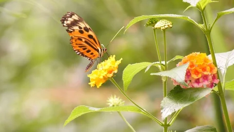 Butterfly Stock Footage 95538834
