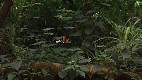 Butterfly Stock Footage 95538862