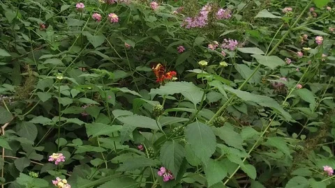 Butterfly Stock Footage 95538871