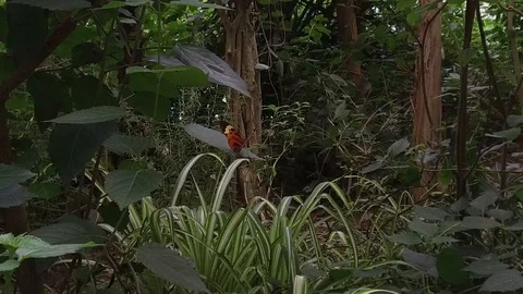 Butterfly Stock Footage 95538874