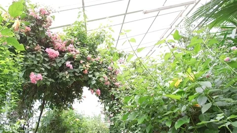 Butterfly Stock Footage 95538947