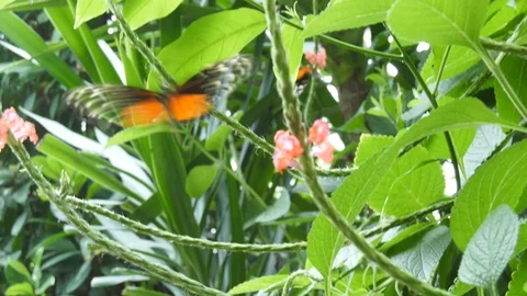 Butterfly Stock Footage 95538949