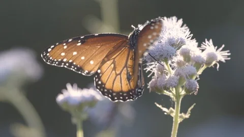 Butterfly Stock Footage 102278183