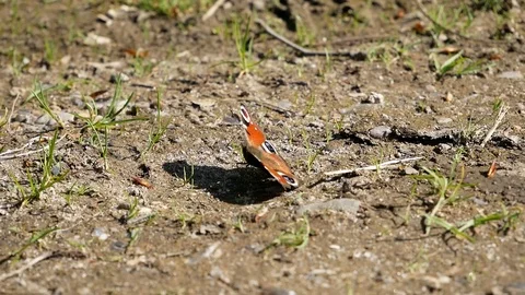 Butterfly Stock Footage 102469537