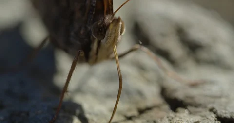 Butterfly Stock Footage 102885560