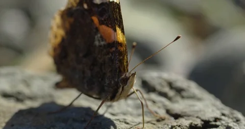 Butterfly Stock Footage 102886256