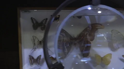 Butterfly Stock Footage 107061519