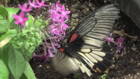 Butterfly Stock Footage 107088136