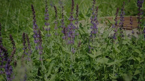 Butterfly 스톡 동영상 108655493