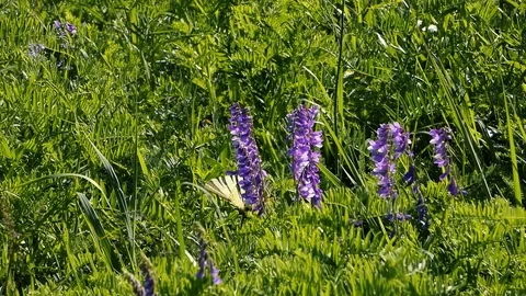 Butterfly Stock Footage 111573420