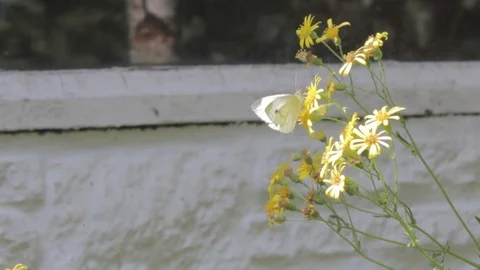 Butterfly 库存影片 114975474