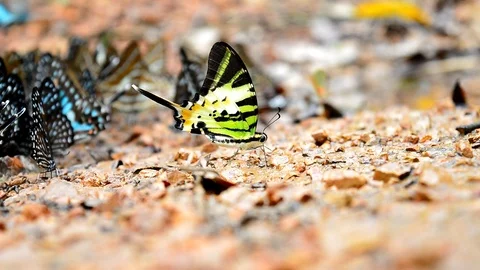 Butterfly Stock Footage 115562853