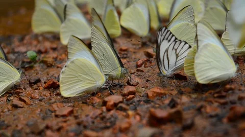 Butterfly Stock Footage 115562991
