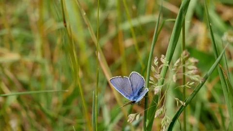 Butterfly Stock Footage 117337110