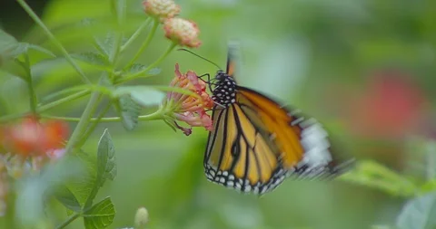 Butterfly Video stock 118572519