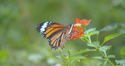 Butterfly Video stock 118572531