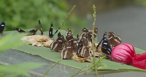 Butterfly Video stock 118572577